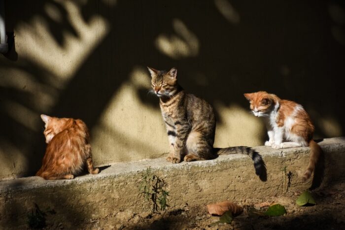 【福岡】猫屋敷『田村さん』の占いは当たる?当たらない?引っ越ししたって本当?